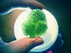 Jindradraxler, CC BY-SA 4.0 <https://creativecommons.org/licenses/by-sa/4.0>, via Wikimedia Commons